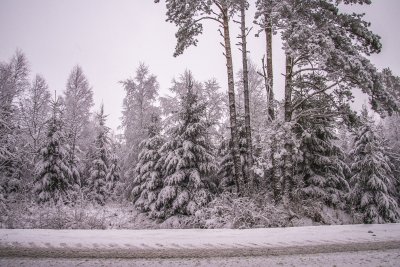 할덴 숲의 겨울 풍경 01