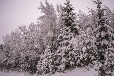 할덴 숲의 겨울 풍경 03
