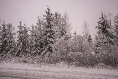 할덴 숲의 겨울 풍경 05