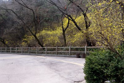남산공원, 북측순환로의 봄(동향) 04 15