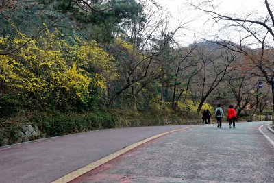 남산공원, 북측순환로의 봄(서향) 04 05