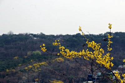 남산공원, 북측순환로의 봄(서향) 05 06