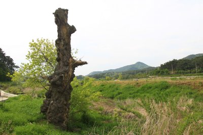 반석마을 버드나무 09