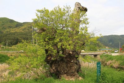 반석마을 버드나무 10