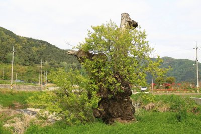 반석마을 버드나무 11