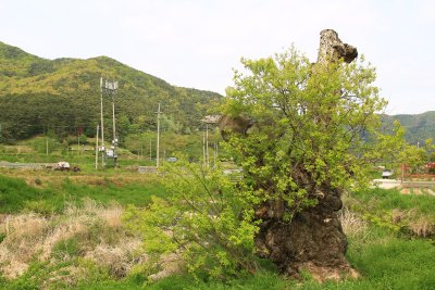 반석마을 버드나무 15