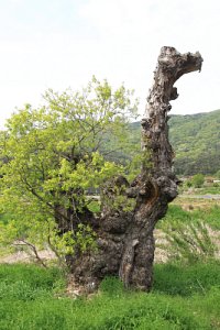 반석마을 버드나무 19