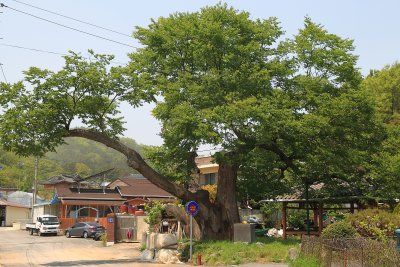 운현마을 느티나무 06