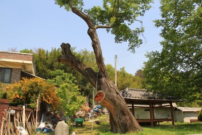 운현마을 느티나무 09