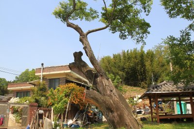 운현마을 느티나무 10