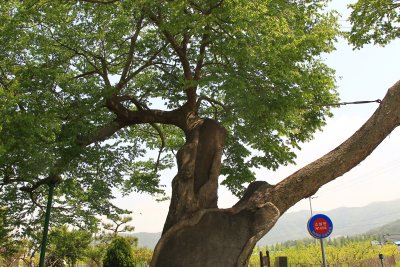 운현마을 느티나무 12