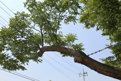 운현마을 느티나무 13