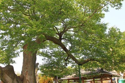 운현마을 느티나무 14