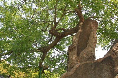 운현마을 느티나무 15