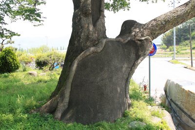 운현마을 느티나무 16