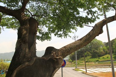 운현마을 느티나무 17