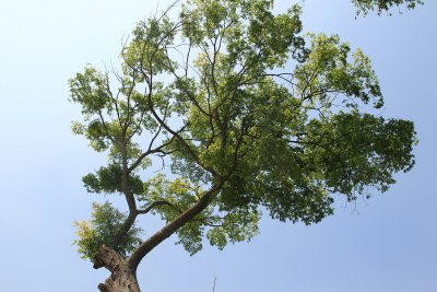운현마을 느티나무 18