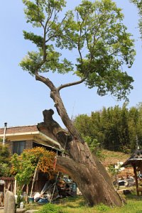 운현마을 느티나무 20