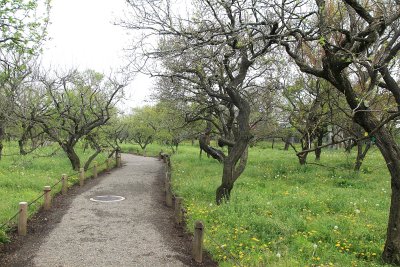 미토현립자연공원 가이라쿠엔 정원 03