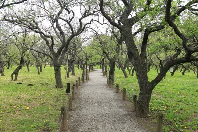 미토현립자연공원 가이라쿠엔 정원 06
