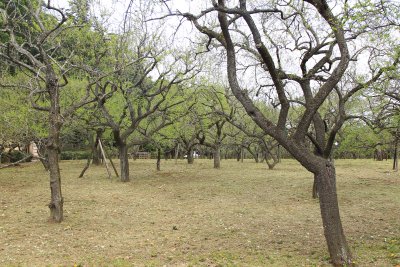 미토현립자연공원 가이라쿠엔 정원 12