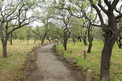 미토현립자연공원 가이라쿠엔 정원 17