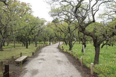 미토현립자연공원 가이라쿠엔 정원 19