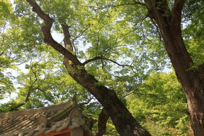 흥암마을 느티나무 10