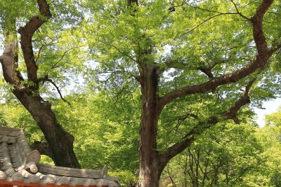흥암마을 느티나무 11