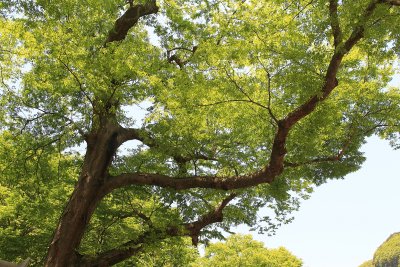 흥암마을 느티나무 12