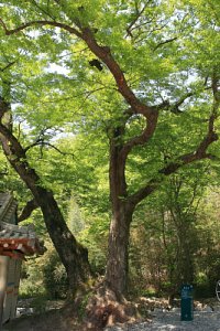 흥암마을 느티나무 16