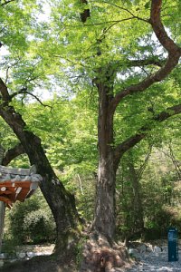 흥암마을 느티나무 19