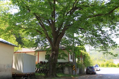 도동마을 느티나무 12