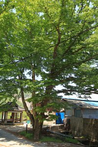 도동마을 느티나무 15