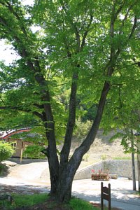 도동마을 느티나무 16