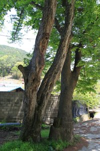 도동마을 느티나무 17