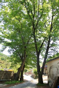 도동마을 느티나무 18