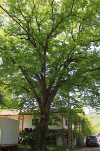 도동마을 느티나무 20