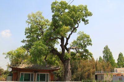 광산마을 팽나무 16