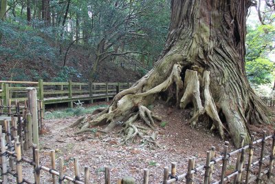 미토현립자연공원 가이라쿠엔 타로 삼나무 02
