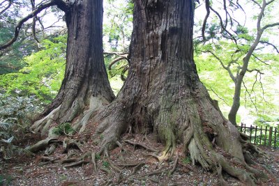미토현립자연공원 가이라쿠엔 타로 삼나무 03