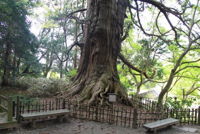 미토현립자연공원 가이라쿠엔 타로 삼나무 04