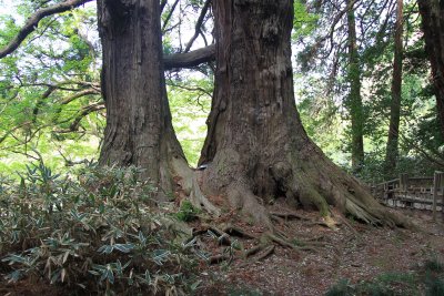 미토현립자연공원 가이라쿠엔 타로 삼나무 05