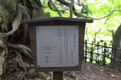 미토현립자연공원 가이라쿠엔 타로 삼나무 06