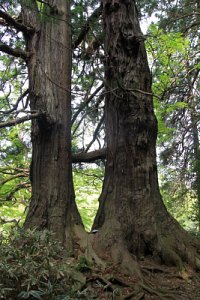 미토현립자연공원 가이라쿠엔 타로 삼나무 07
