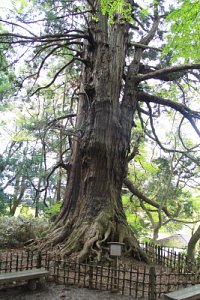 미토현립자연공원 가이라쿠엔 타로 삼나무 08