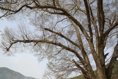 자양마을 느티나무 06