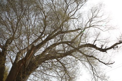 자양마을 느티나무 11