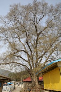 자양마을 느티나무 12
