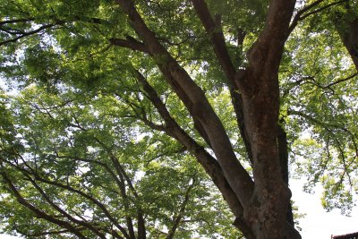 월곡마을 느티나무 12